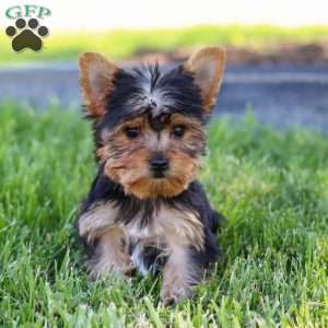 Drake, Yorkie Puppy